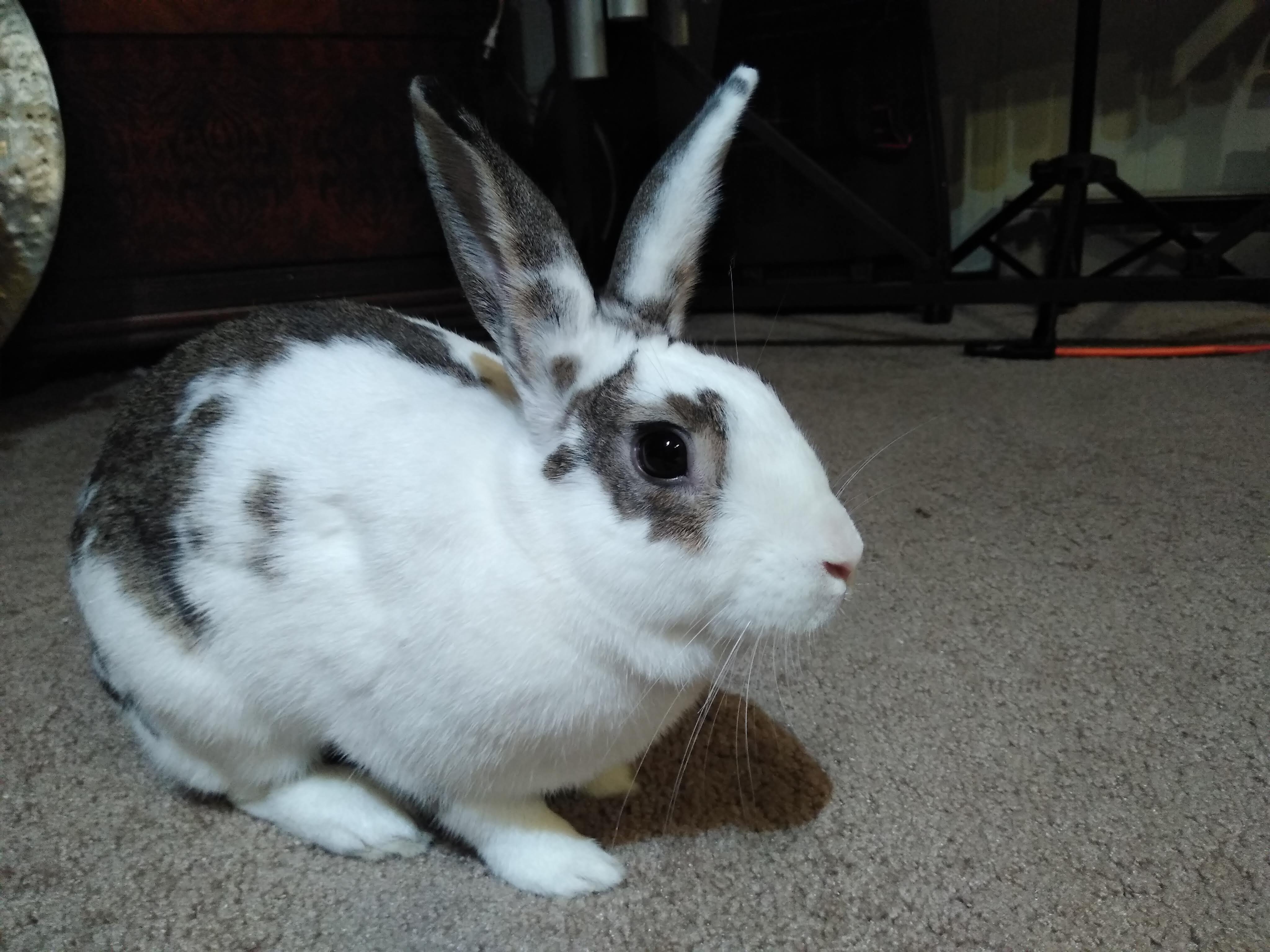 Victoria, Bunny Rabbit